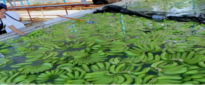 Philippines loses top banana export position to China